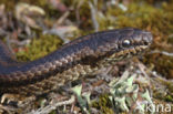 gladde slang (Coronella austriacus)