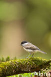 Glanskop (Parus palustris)