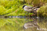 Marsh Tit (Parus palustris)