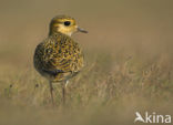 Goudplevier (Pluvialis apricaria)