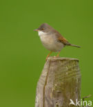 Greater Whitethroat (Sylvia communis)