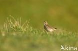 Meadow Pipit (Anthus pratensis)