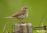 Meadow Pipit (Anthus pratensis)