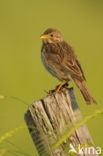 Corn Bunting (Miliaria calandra)