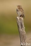 Corn Bunting (Miliaria calandra)