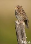 Corn Bunting (Miliaria calandra)