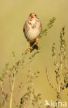 Corn Bunting (Miliaria calandra)