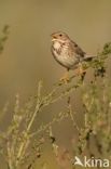 Corn Bunting (Miliaria calandra)