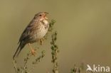 Corn Bunting (Miliaria calandra)