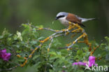 Grauwe Klauwier (Lanius collurio)