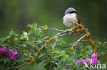 Red-backed Shrike (Lanius collurio)