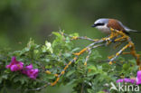 Grauwe Klauwier (Lanius collurio)