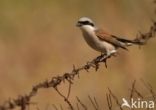 Red-backed Shrike (Lanius collurio)