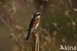 Red-backed Shrike (Lanius collurio)