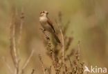 Red-backed Shrike (Lanius collurio)