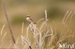 Red-backed Shrike (Lanius collurio)