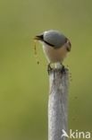 Red-backed Shrike (Lanius collurio)