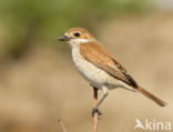 Grauwe Klauwier (Lanius collurio)