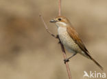 Grauwe Klauwier (Lanius collurio)