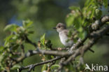 Grauwe Vliegenvanger (Muscicapa striata)