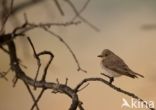 Grauwe Vliegenvanger (Muscicapa striata)