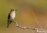 Grauwe Vliegenvanger (Muscicapa striata)