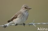 Grauwe Vliegenvanger (Muscicapa striata)