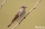 Grauwe Vliegenvanger (Muscicapa striata)