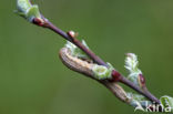 Kleine huismoeder (Noctua interjecta)