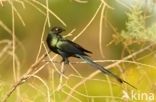 groene langstaartglansspreeuw (Lamprotornis caudatus)