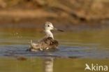 Groenpootruiter (Tringa nebularia)