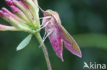 Groot avondrood (Deilephila elpenor)