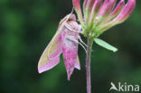 Groot avondrood (Deilephila elpenor)