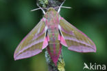 Elephant Hawk-moth (Deilephila elpenor)