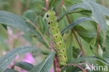 Elephant Hawk-moth (Deilephila elpenor)