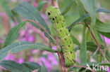 Elephant Hawk-moth (Deilephila elpenor)