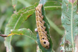 Groot avondrood (Deilephila elpenor)