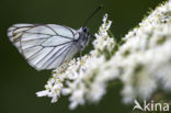 Groot geaderd witje (Aporia crataegi)