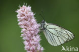 Groot geaderd witje (Aporia crataegi)