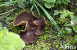 Grote aderbekerzwam (Disciotis venosa)