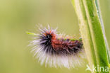 Garden Tiger (Arctia caja)