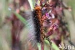 Garden Tiger (Arctia caja)