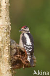 Grote Bonte Specht (Dendrocopos major)