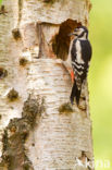 Grote Bonte Specht (Dendrocopos major)