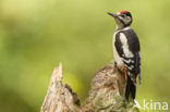 Grote Bonte Specht (Dendrocopos major)