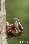 Grote Bonte Specht (Dendrocopos major)