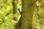 Grote Bonte Specht (Dendrocopos major)