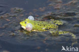 Grote groene kikker