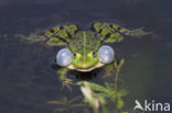 Grote groene kikker