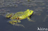 Grote groene kikker